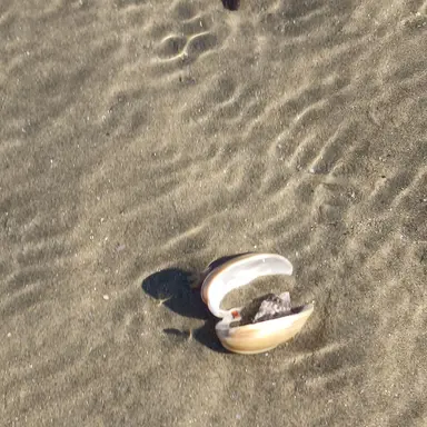 Profile image of 덕개