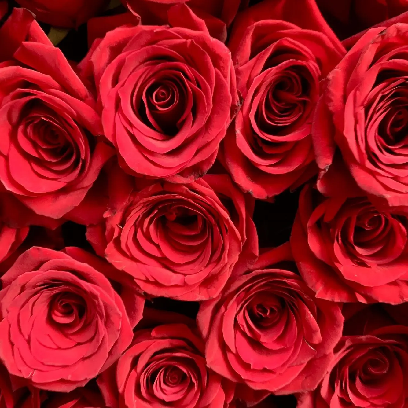 Sakana_cat.28326의 約ネバパロ