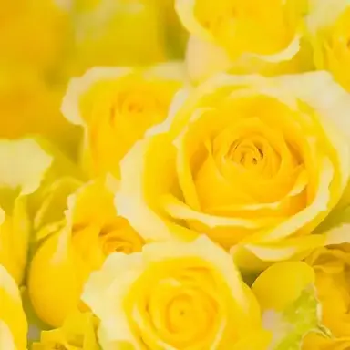 Profile image of 雷蔵