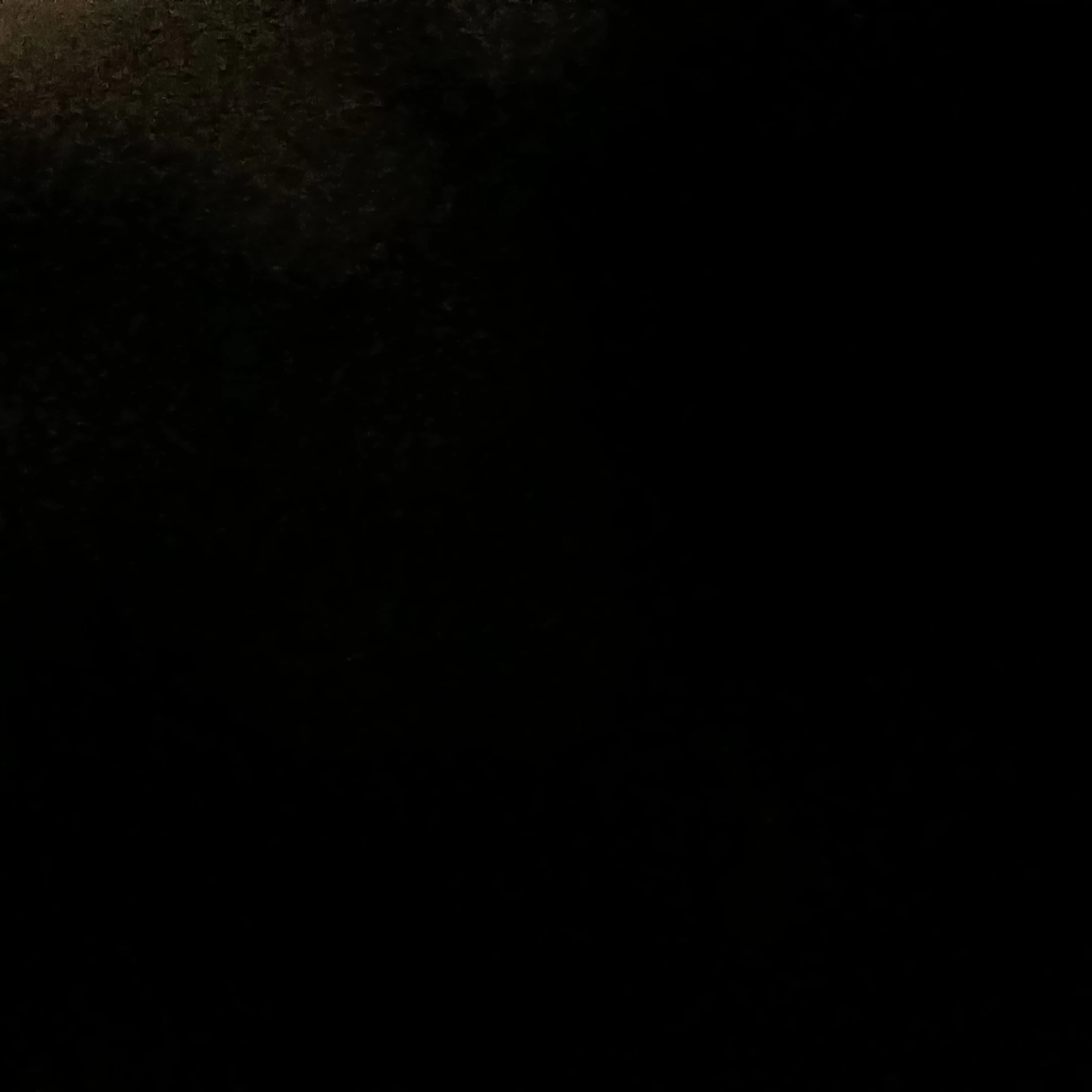 김여우