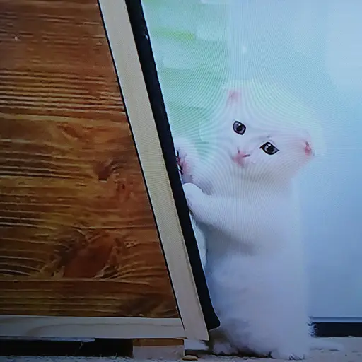 770307의 (고양이산책)-두부
