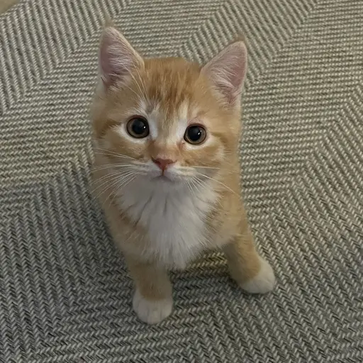 Limuni2000의 고양이(치즈)