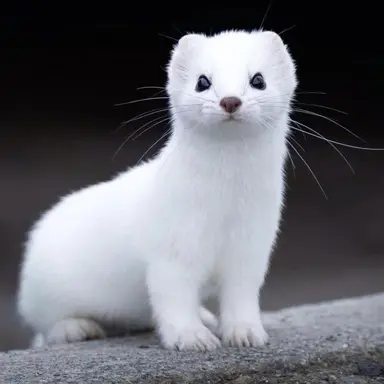 Profile image of 강제이