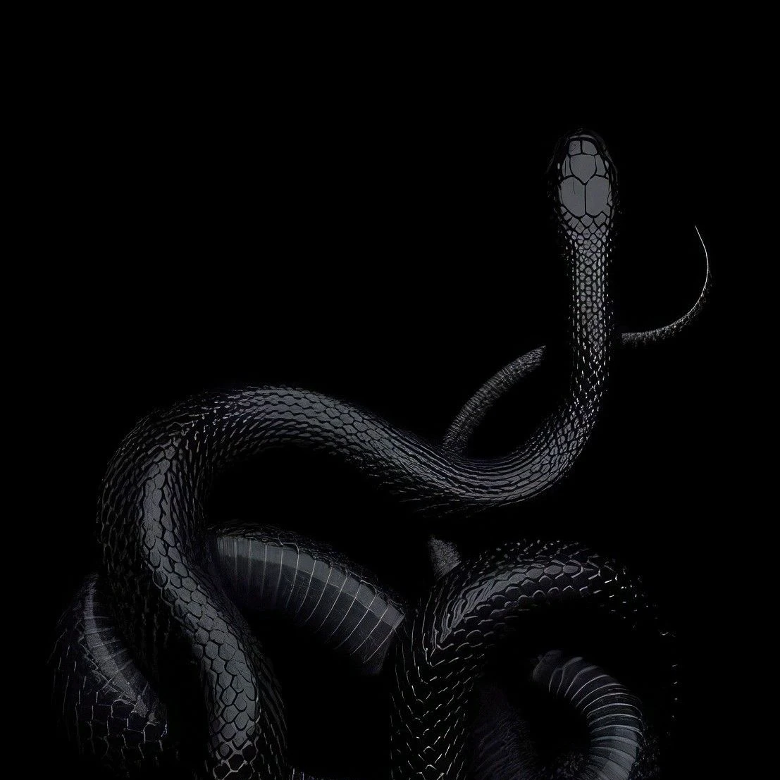 헴로크