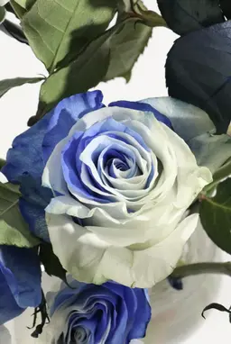 Profile image of スリープ뜰