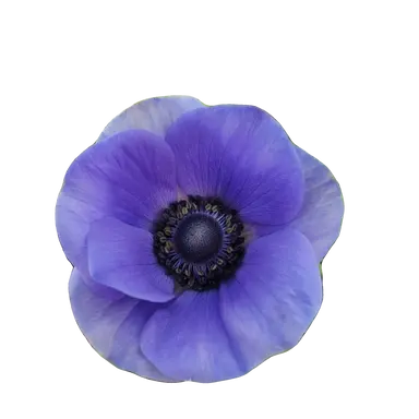 Profile image of 킬러들과 생존자