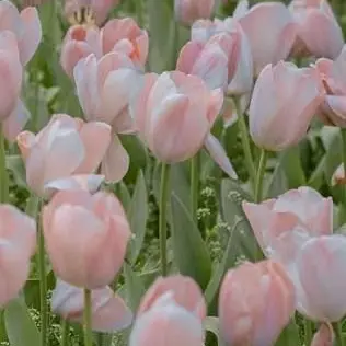 popvr1657의 고고프렌즈