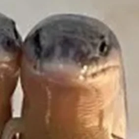 정공룡