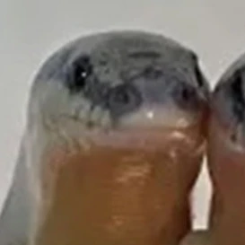 김각별