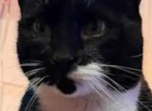 Profile image of Stormy