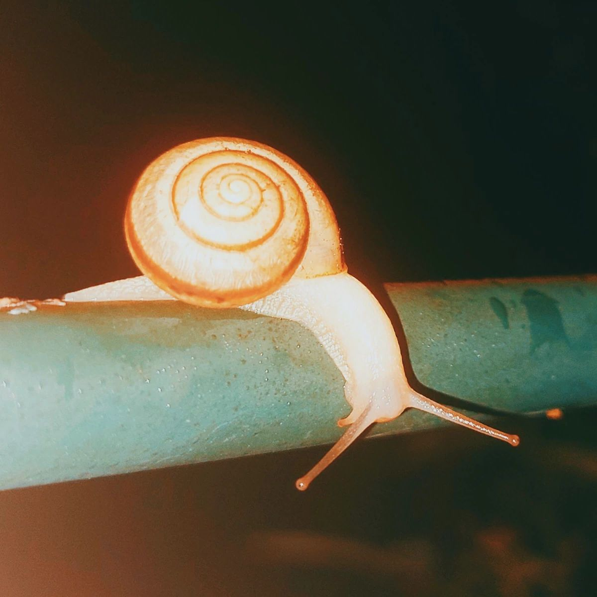🐌 대표 이미지