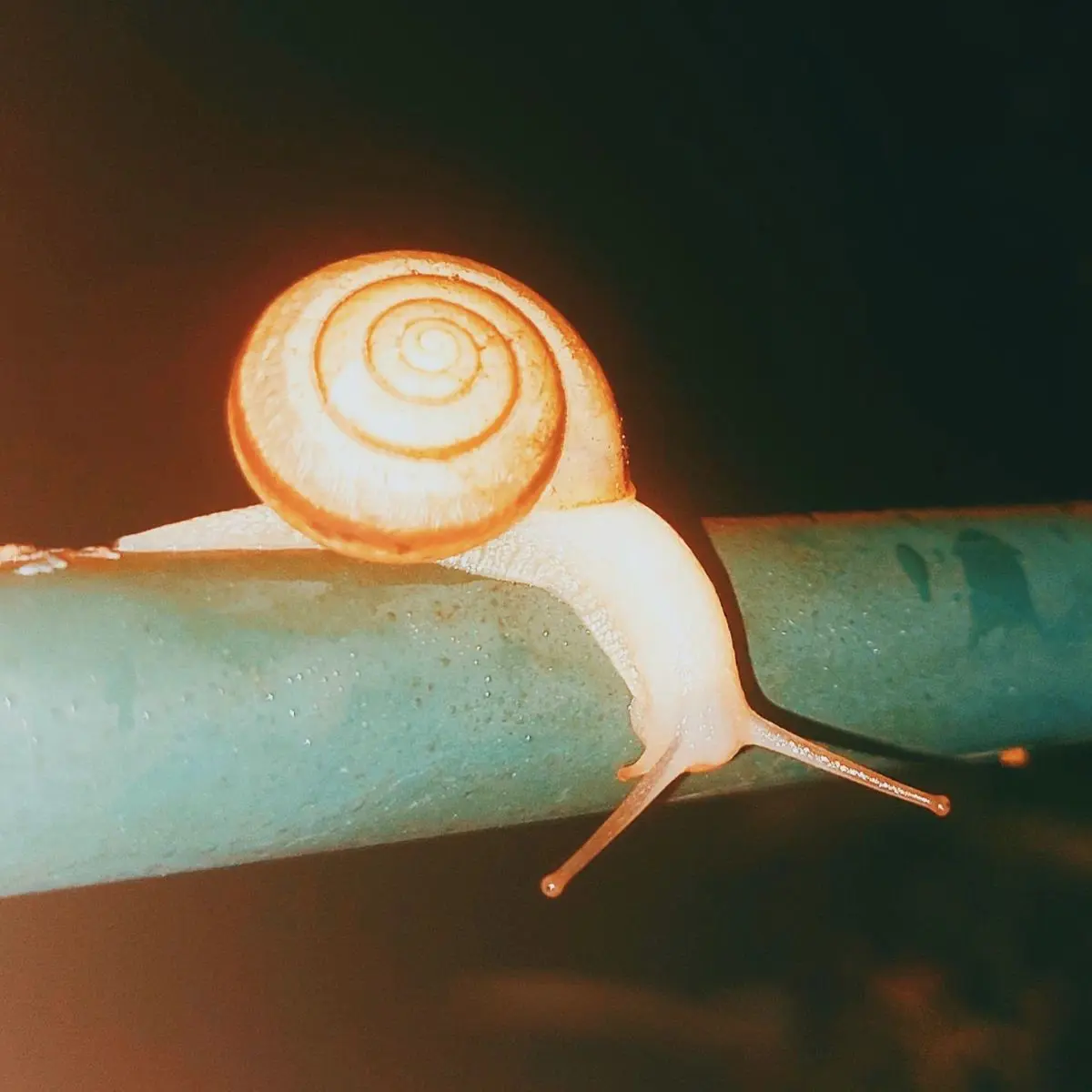 wtxer2983의 🐌