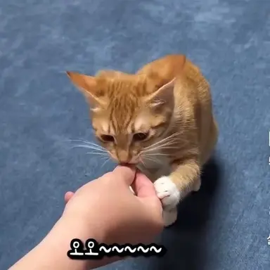 Profile image of 칠복이