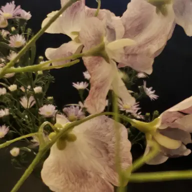 Profile image of 꽥꽥 탐험대