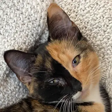 Profile image of Cocoafur