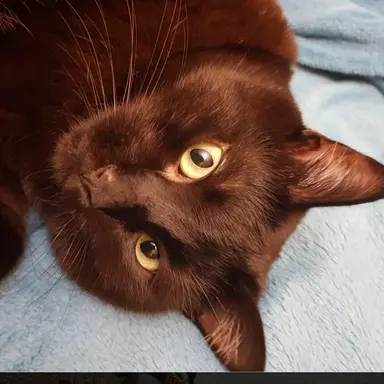 Profile image of Cherrywhisker