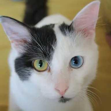 Profile image of Blizzardstar
