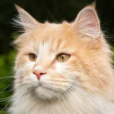 Profile image of Goldenpelt