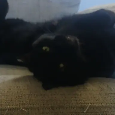 Profile image of Nightpaw