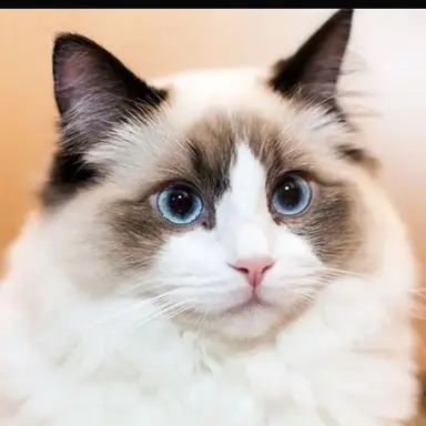 Profile image of Marshsong