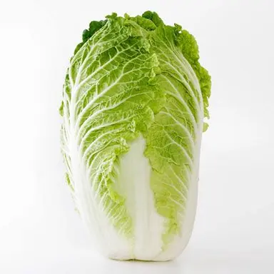 Profile image of 白菜