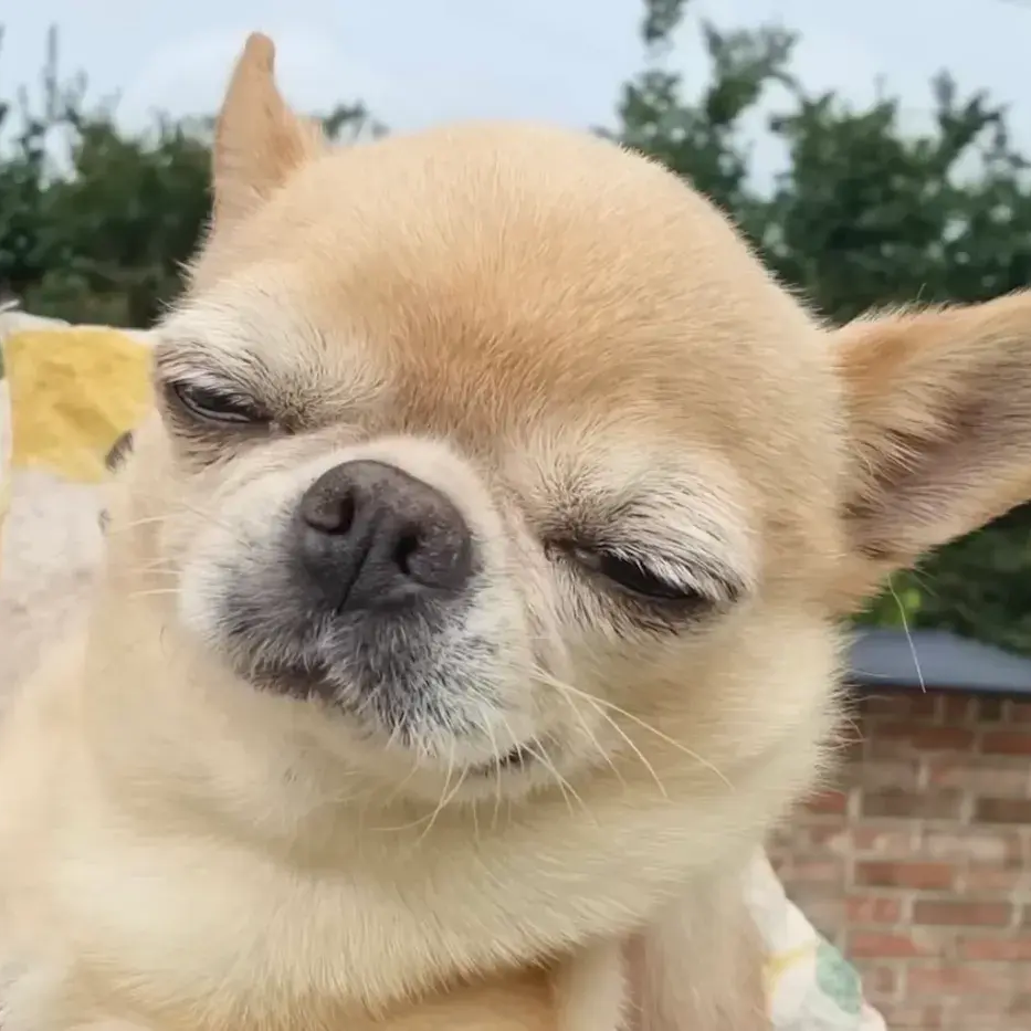 치와와 대표 이미지