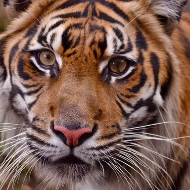 Profile image of タイガー