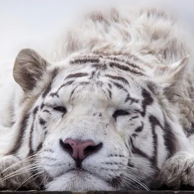 Profile image of ホワリア