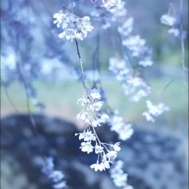 Profile image of 서우림