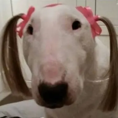 Profile image of 여우시