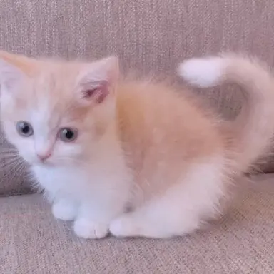 Profile image of もっちゃん