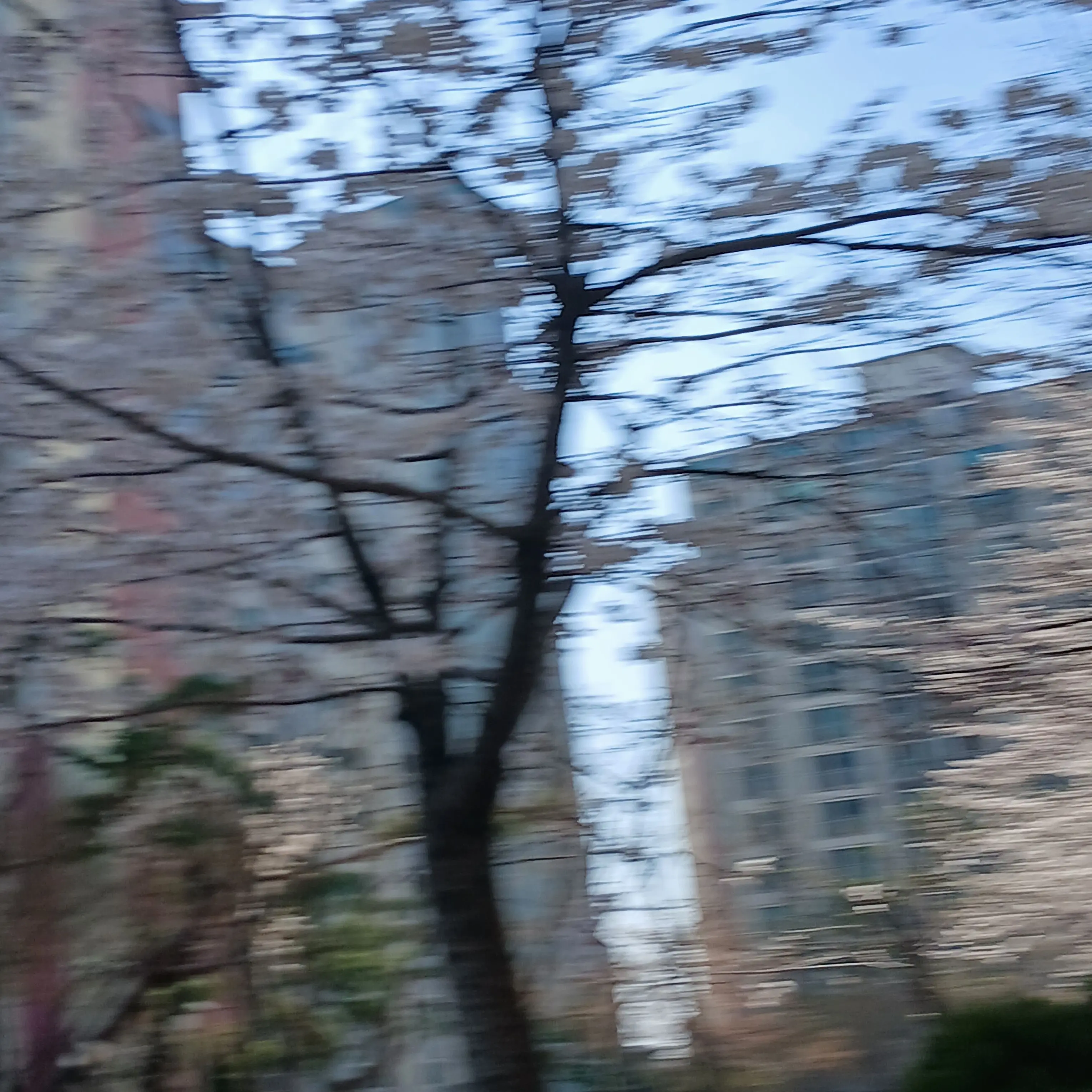 CADOOR10041020의 귀