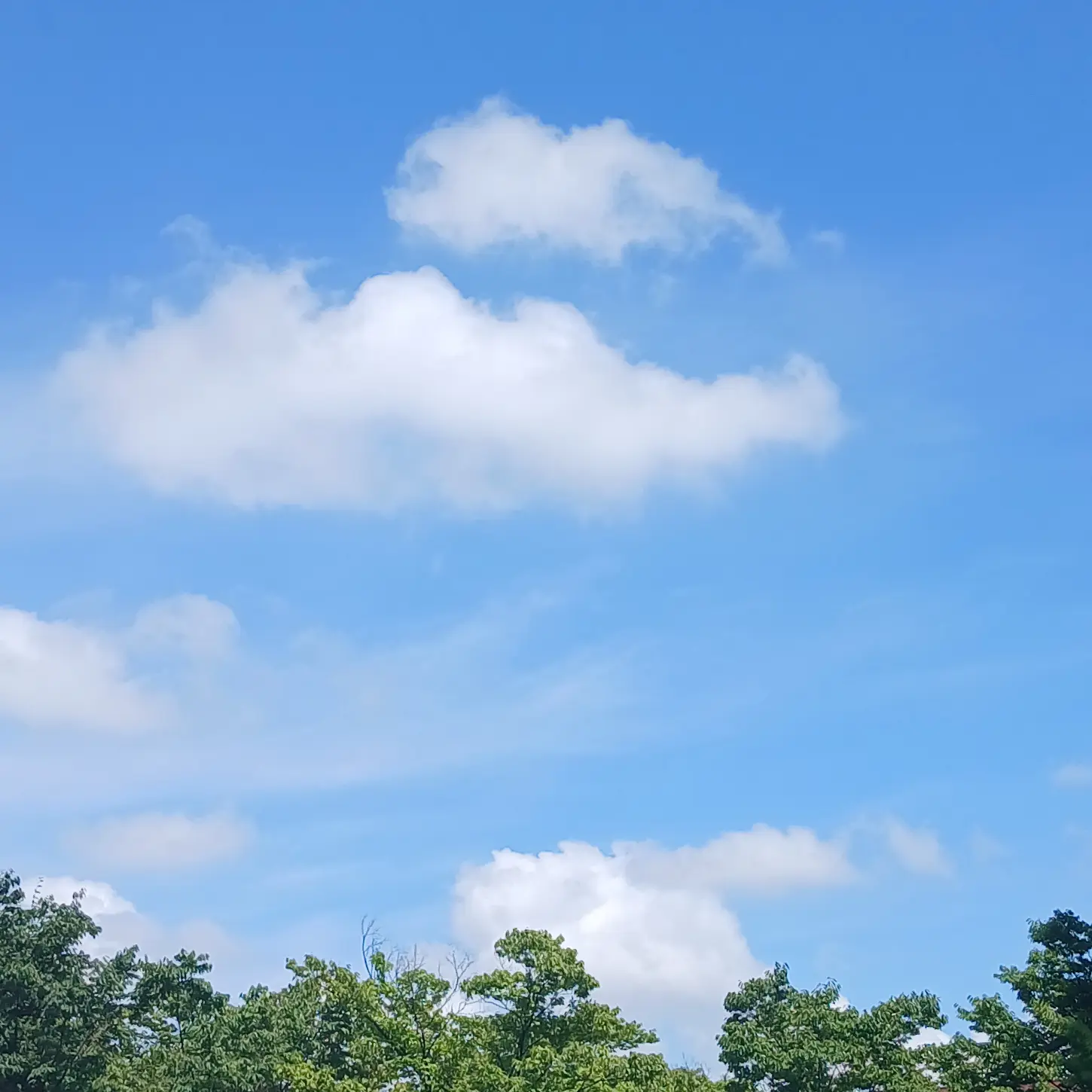 TrueEar9313의 고고프렌즈 학교+여우