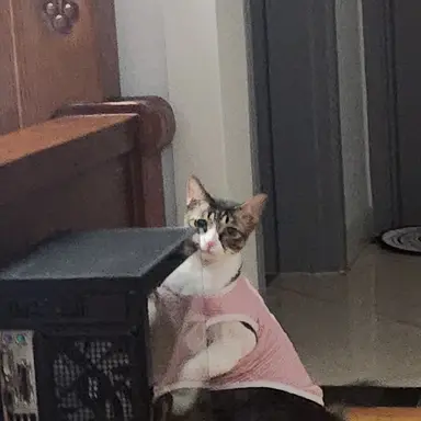 Profile image of 공룡