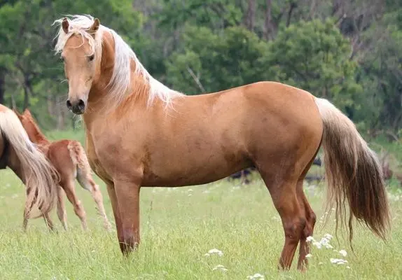 Profile image of Jabari