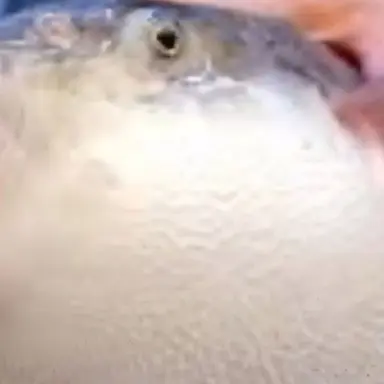 Profile image of 여우