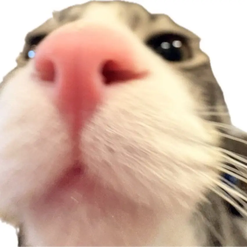 CattyIbex3721의 にゃんにゃん