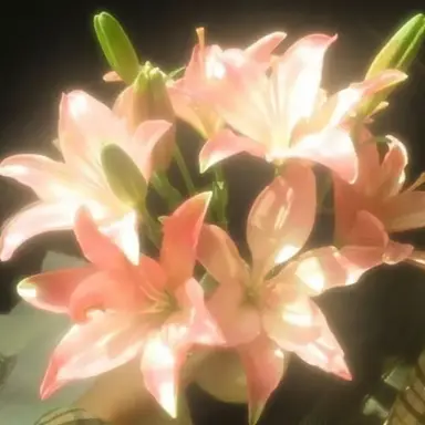 Profile image of 덕개