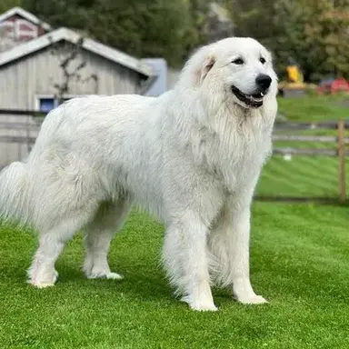 Profile image of Buddy