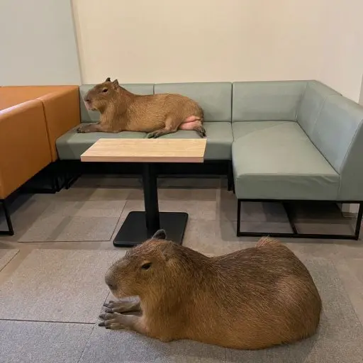AiryGrape8621의 Capybara