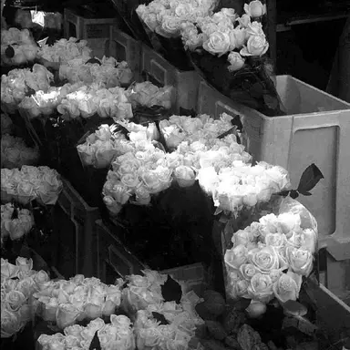 Profile image of 조직원들