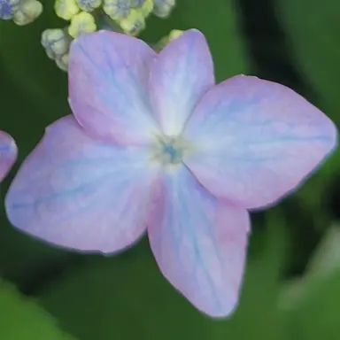 Profile image of 수현