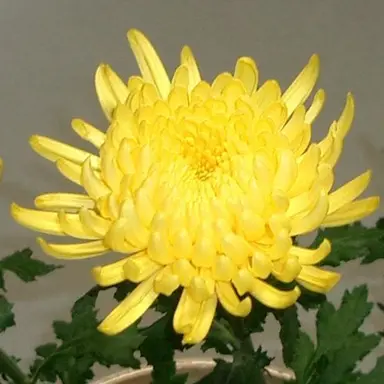 Profile image of 菊