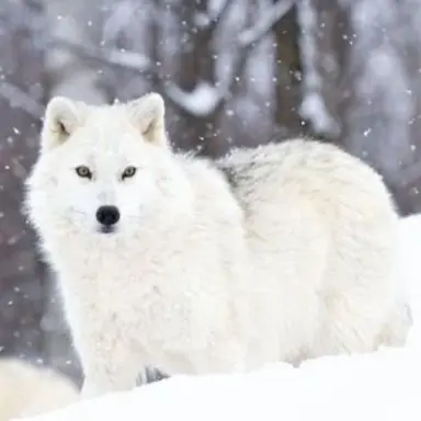 Profile image of 키미노 늑대