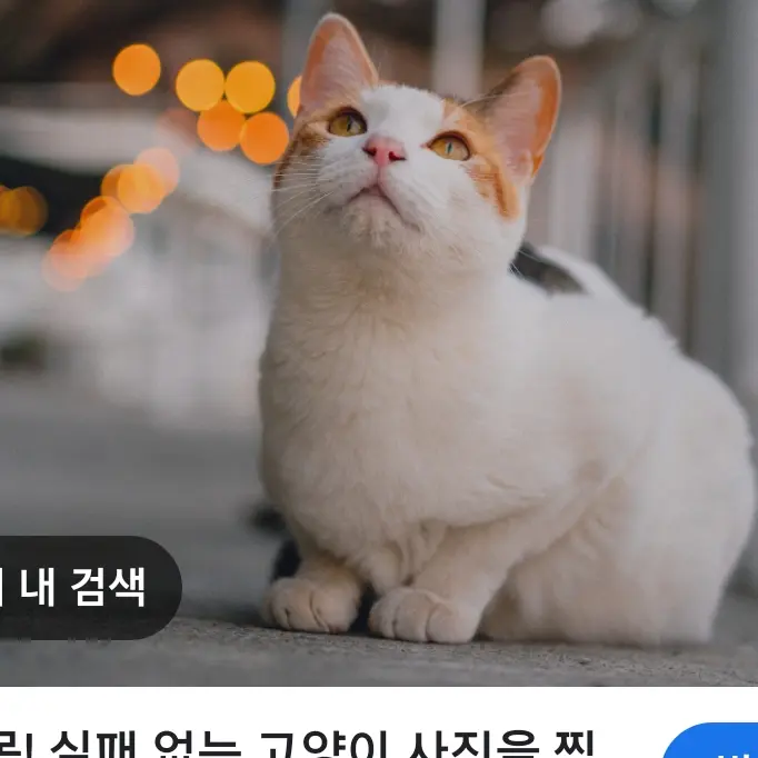 CasualComb8297의 고양이