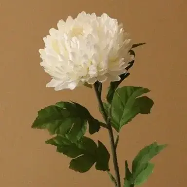 Profile image of 菊