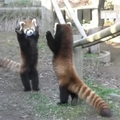 SillyIce5215의 我家猫