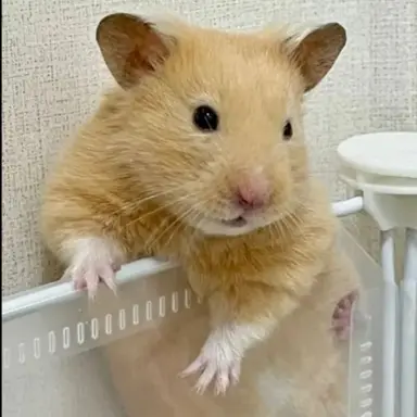 Profile image of 여우