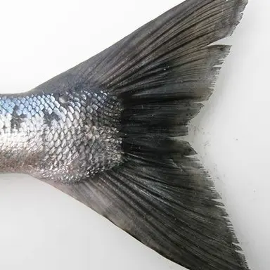Profile image of 구사운