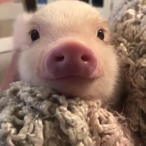 チャンビン